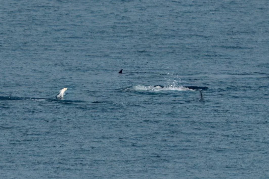 More dolphins Plymouth harbour - whats that strange fin on the left?