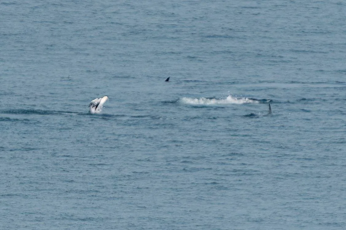 Ah - its a gannet surfacing!