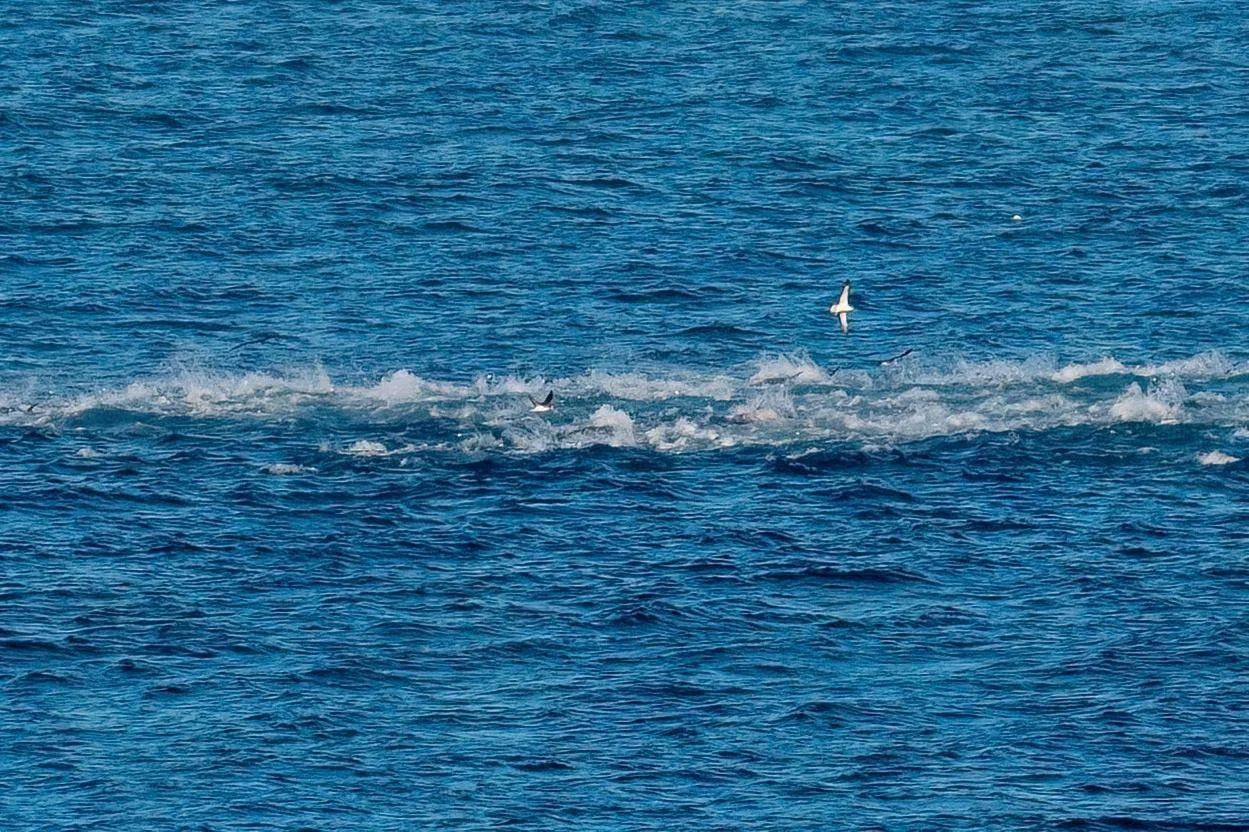 Pretty good sign of tuna and possibly dolphin action is these 'boils' where there are lots of fish.