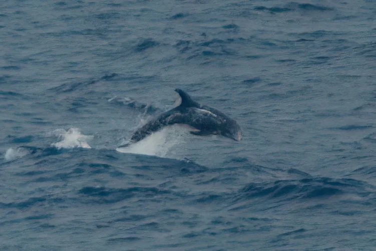 Leaping Risso's Dolphin Bay of Biscay
