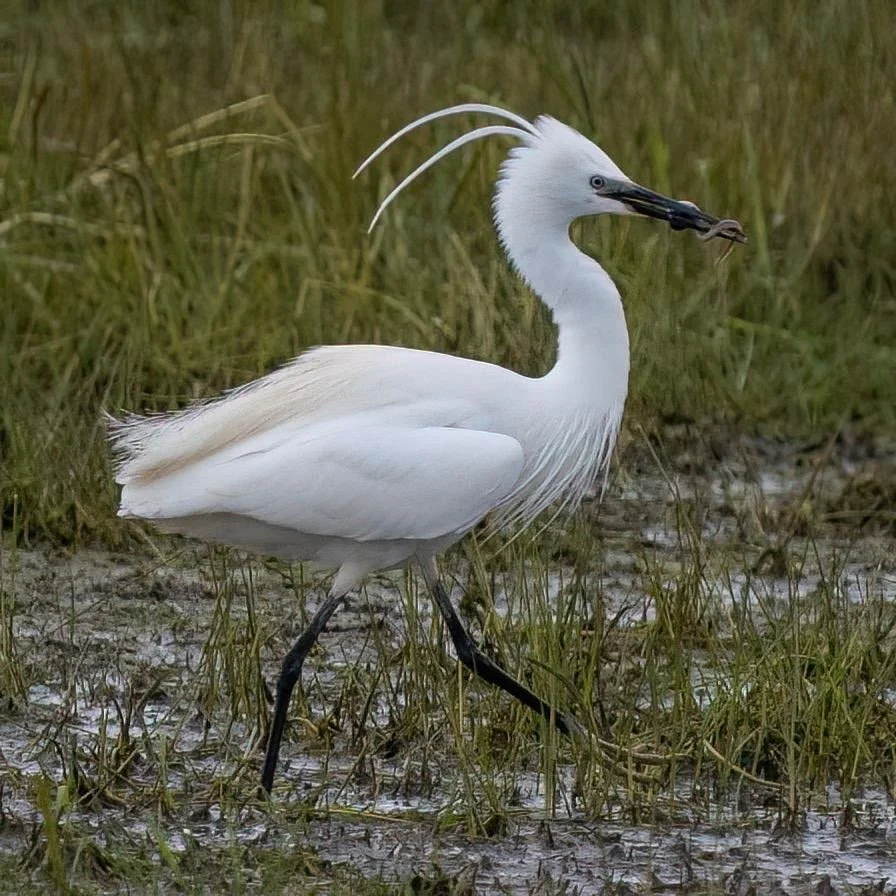 Little Egret having difficulty with an Eel for dinner. 