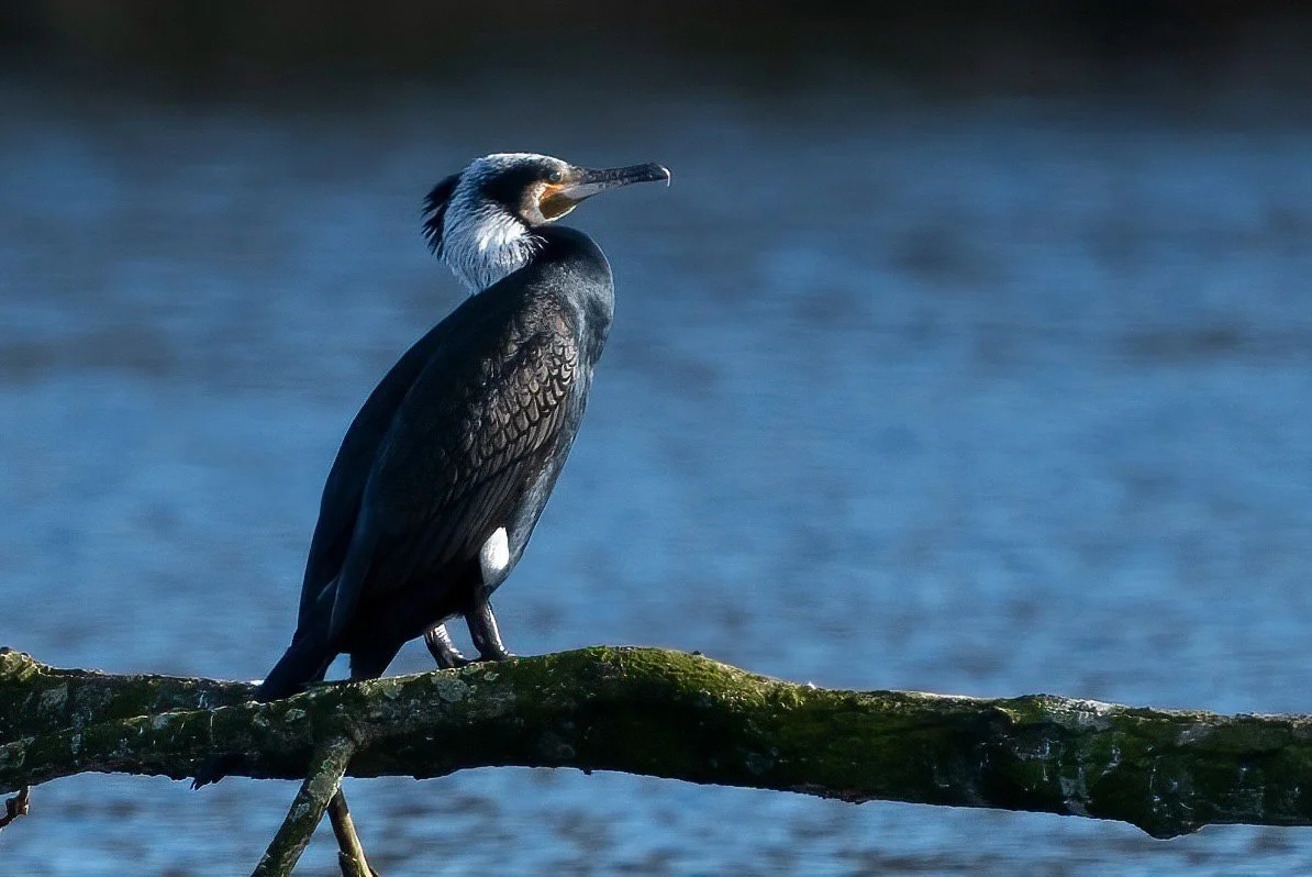Cormorant in breeding whites February 2024