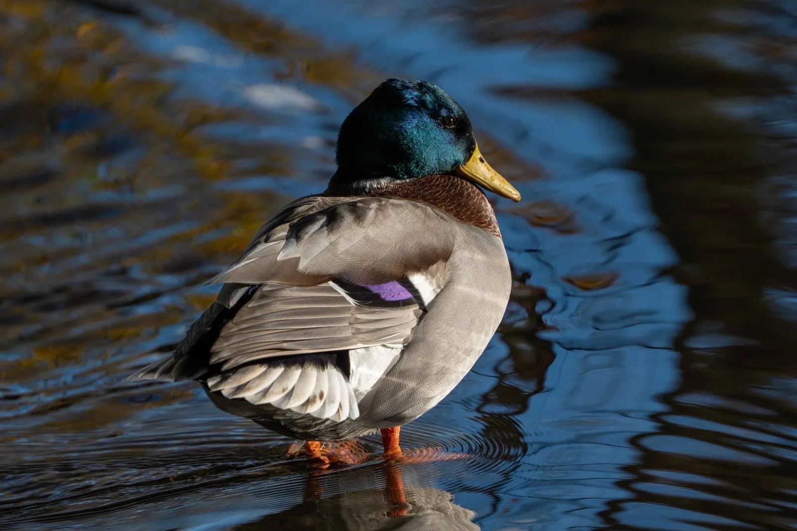 Lots of colours in the right light