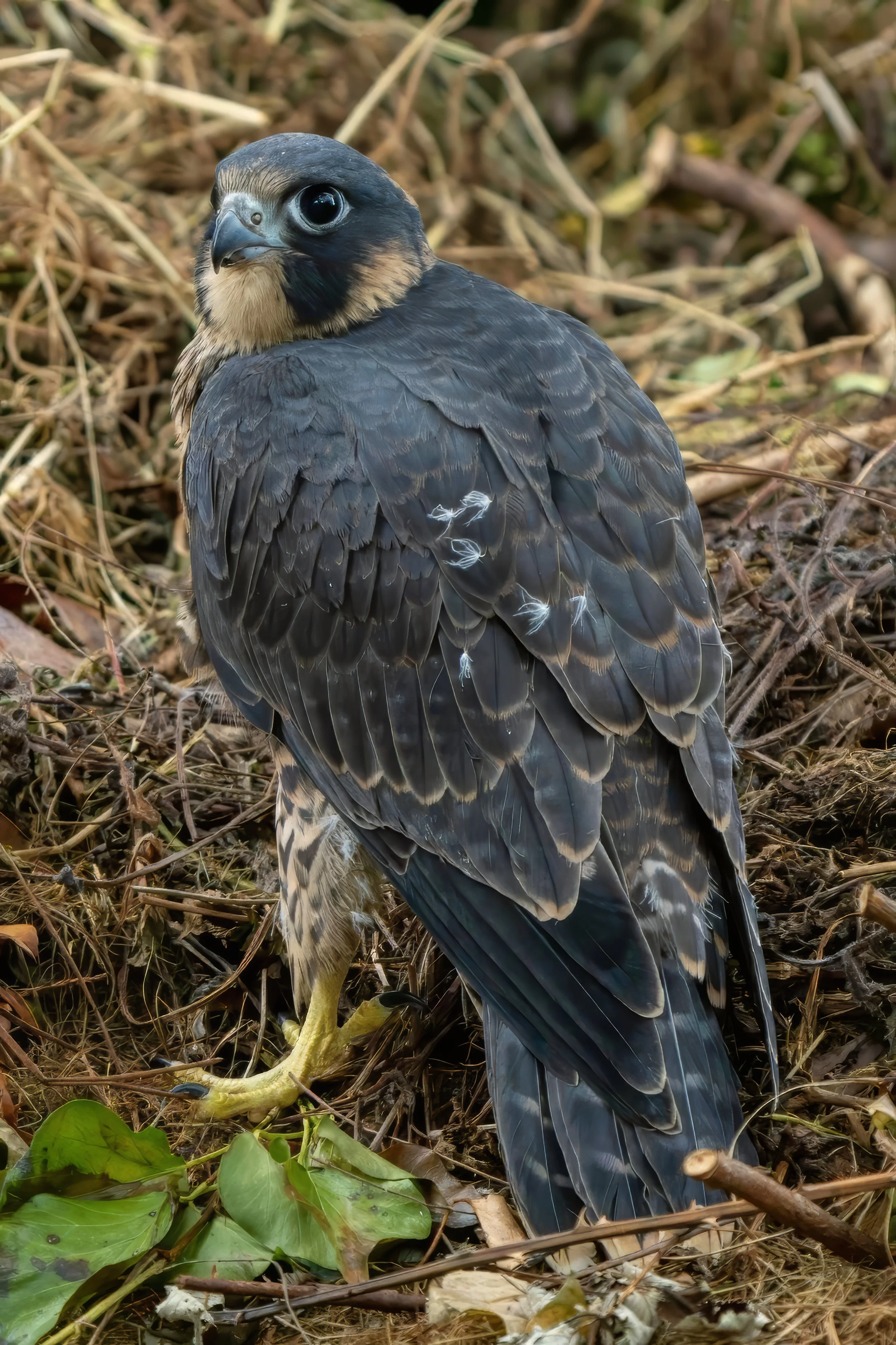 Bob was knocked off onto the compost heap by his brother. He was ok ;) 