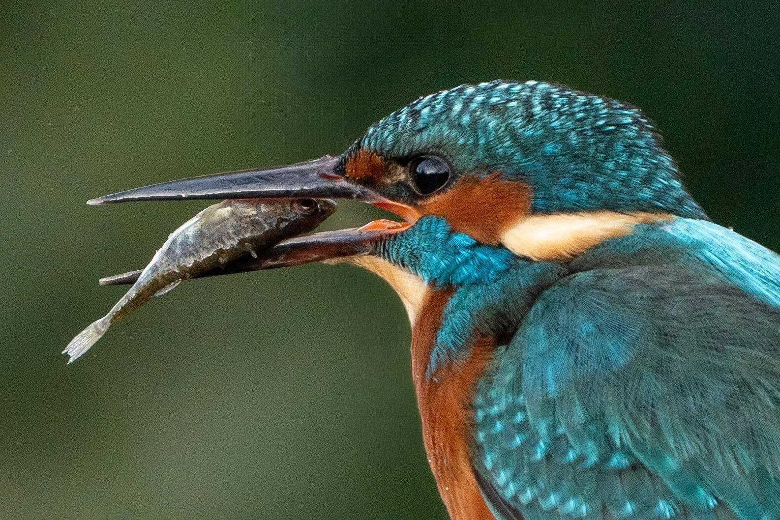 The three-spined Stickleback is a stale food for UK Kingfishers. 