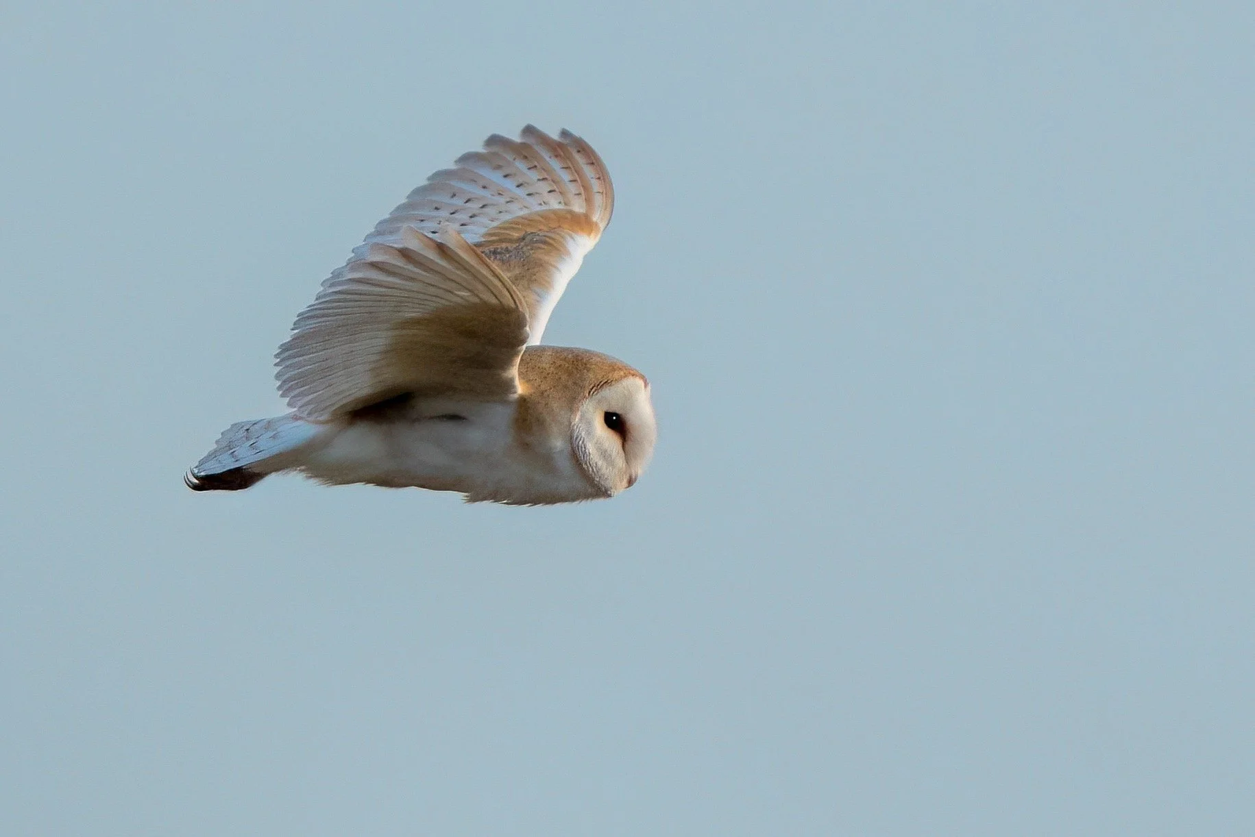 Barn owl summer 2024