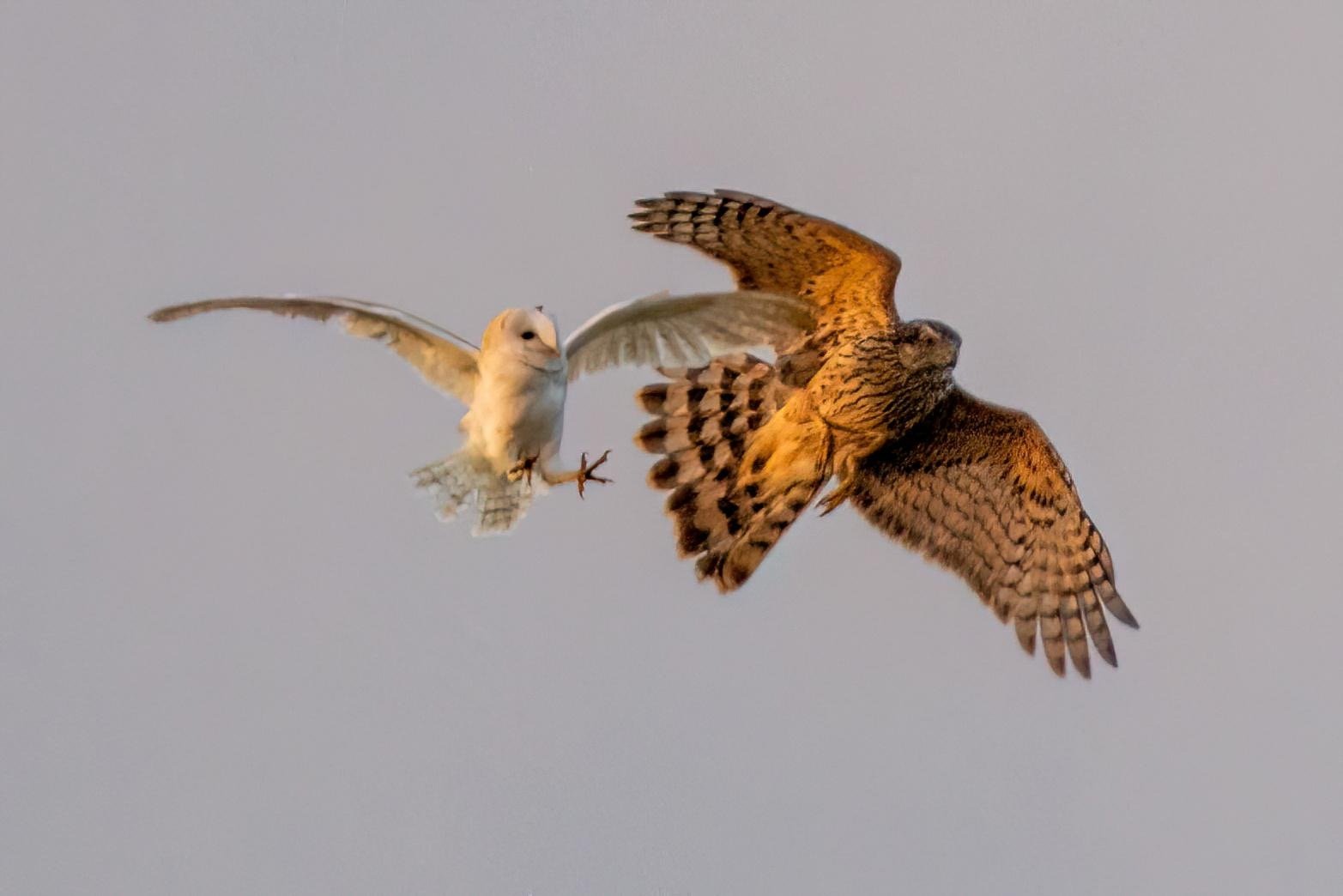 I can stop quicker than you! 