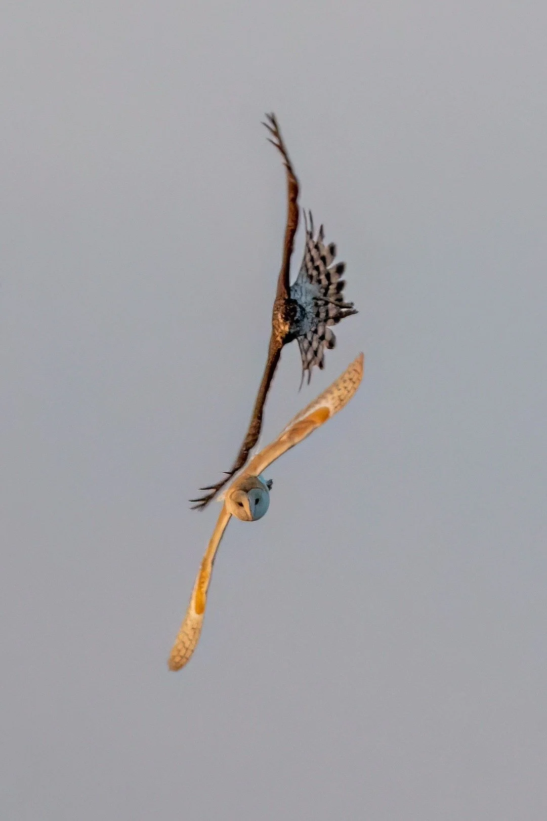 Feb 2024 - Barn owl being chased by a Goshawk 
