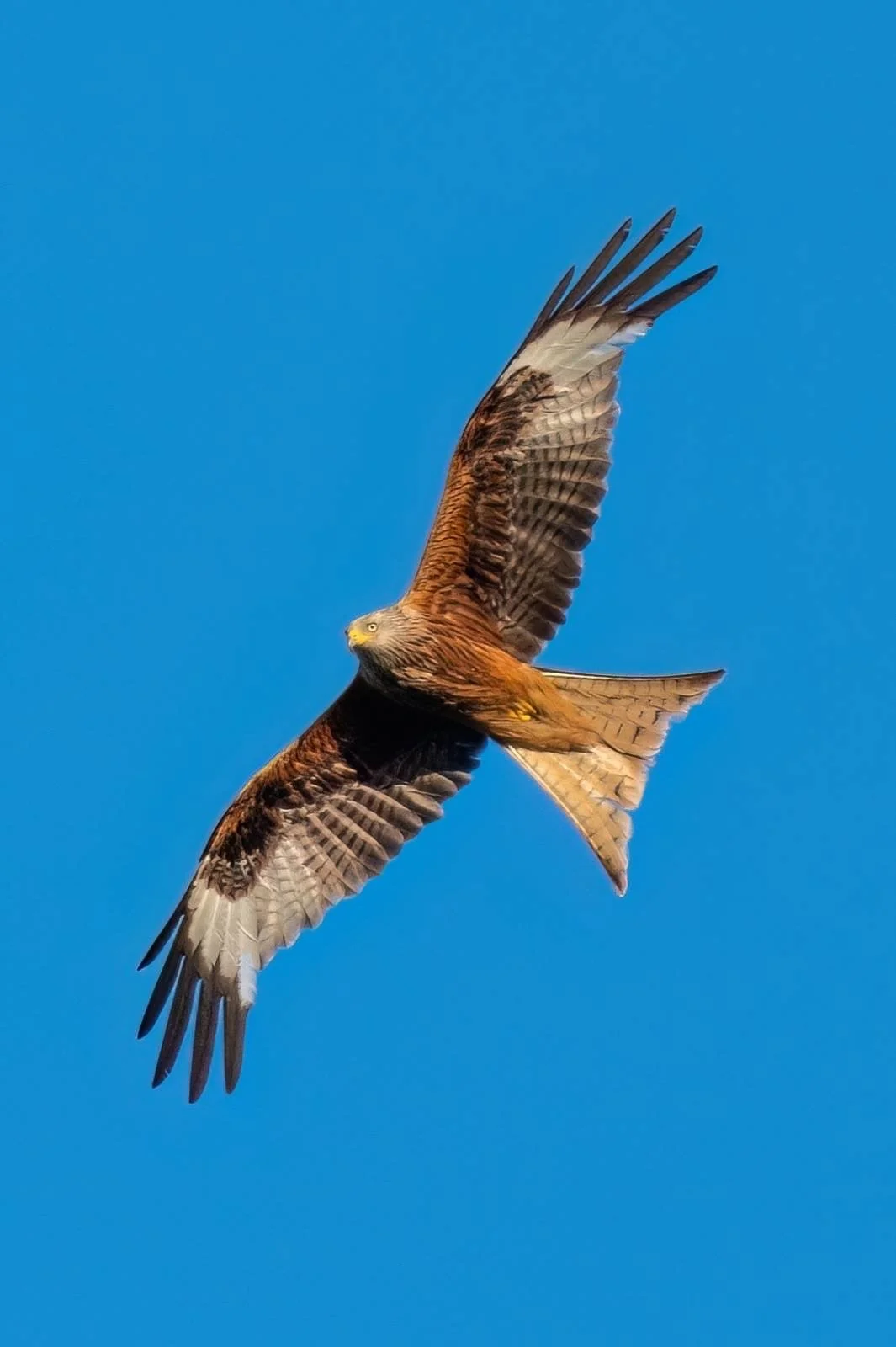 Red kites common now - you often see them around rubbish dumps. 