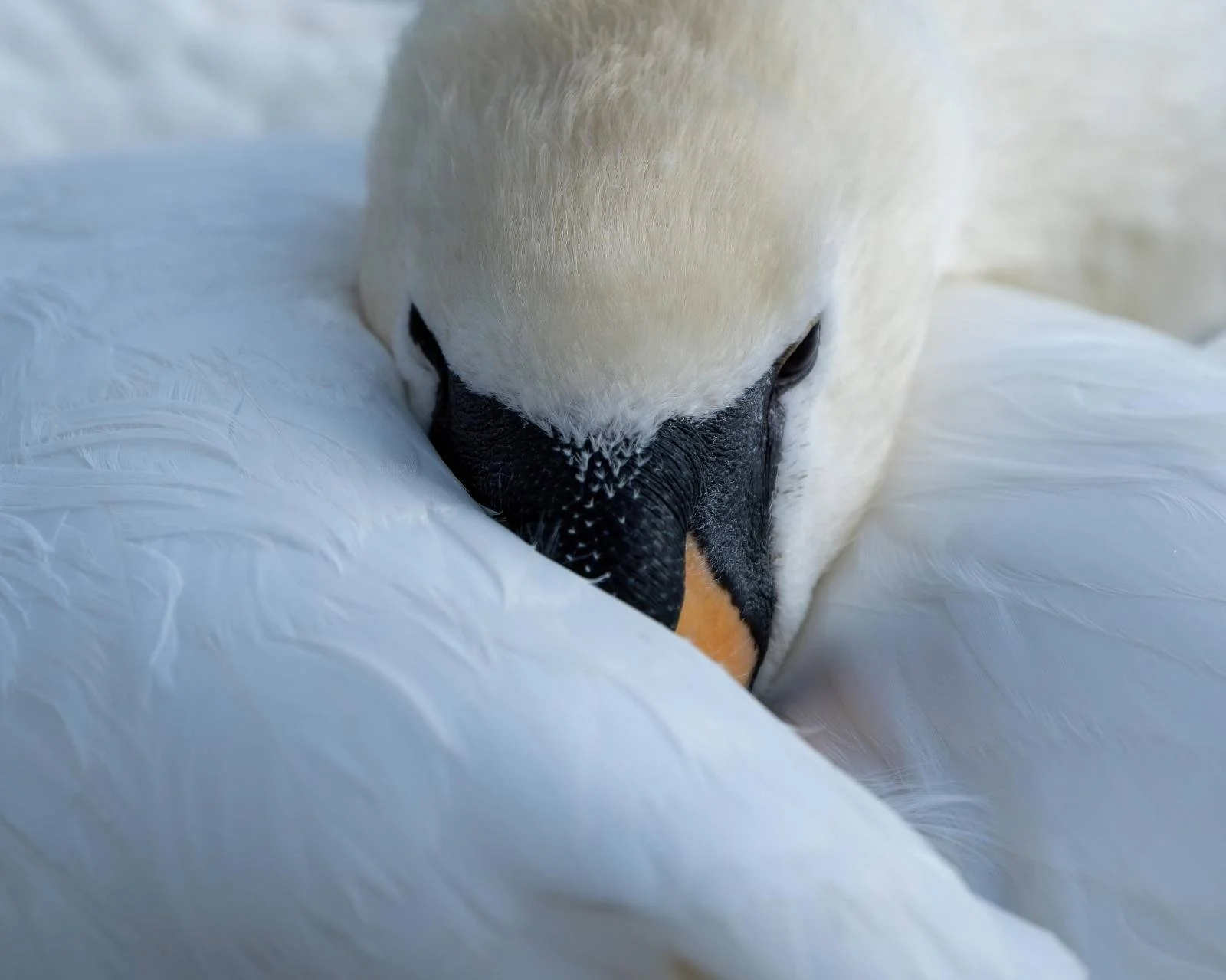 Masie resting June 2024