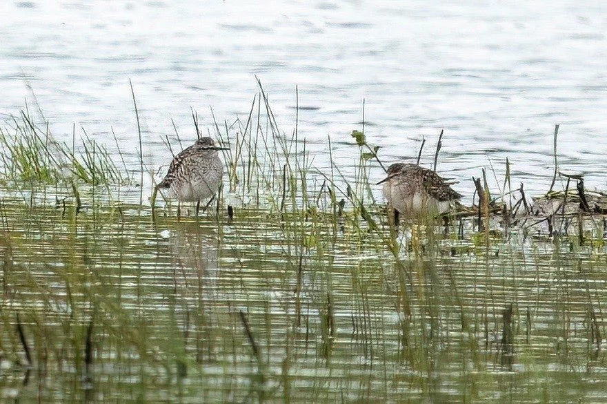 Wood Sandpipers - unassuming looking but rare enough here to get folks traveling in from miles around to see them. 