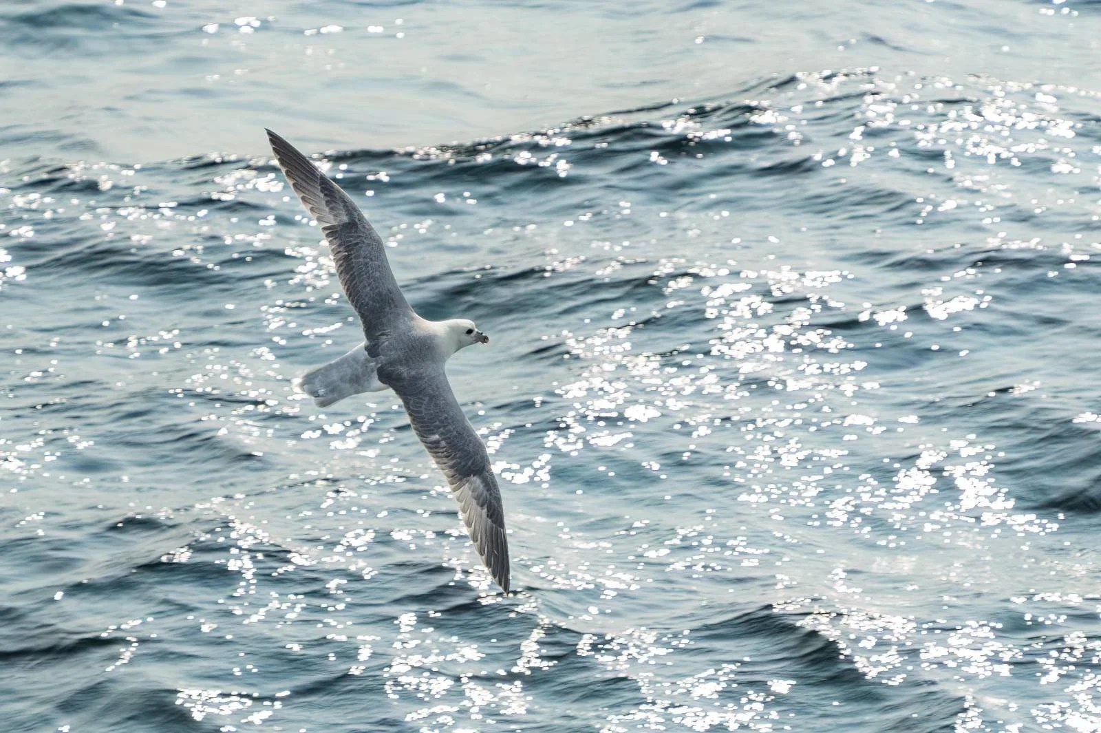 A Fulmar which is related to Albatrosses. Plymouth August 25. 