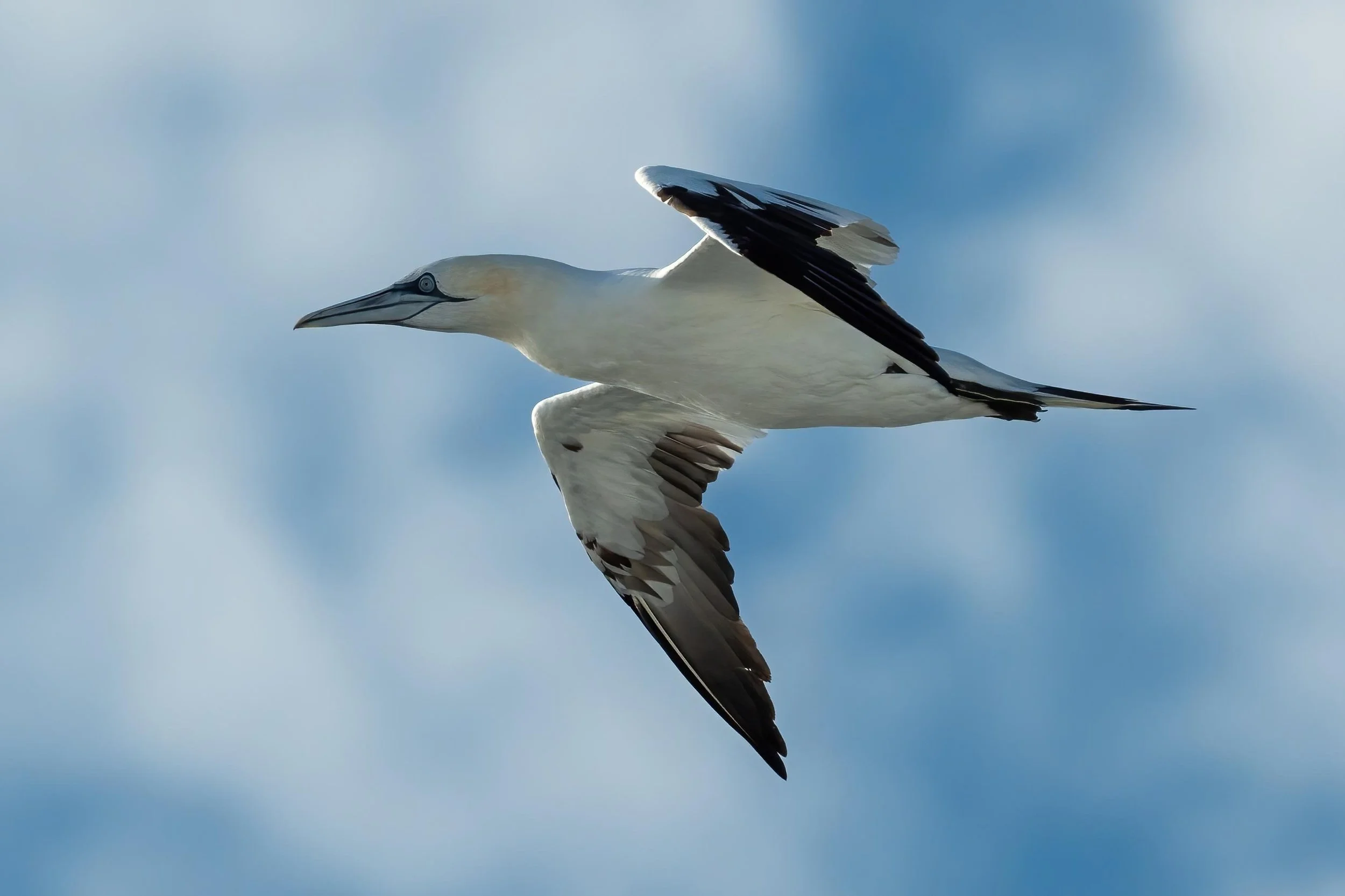Lots of Gannets fly with the ship for a a few miles. 