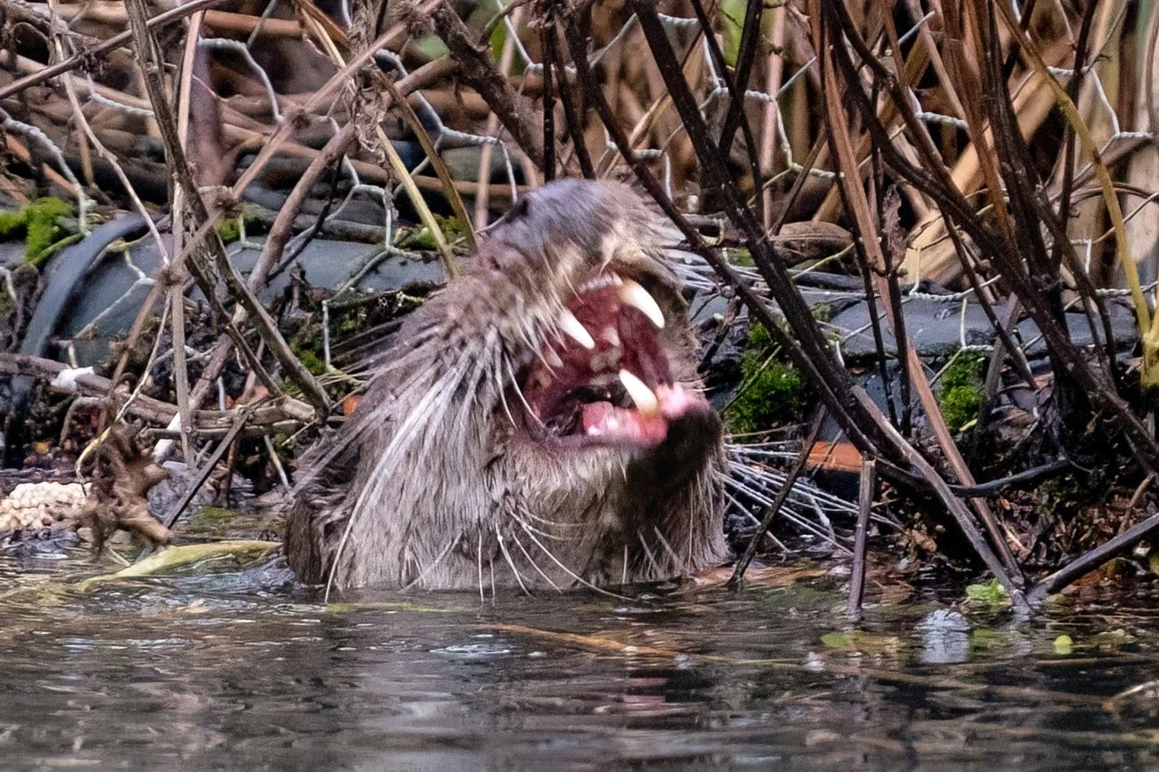 In 2024 this otter was missing a lower dog tooth.
