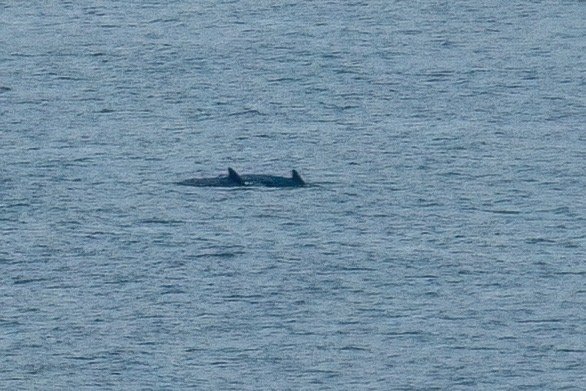 Pilot whales Biscay August 25. 