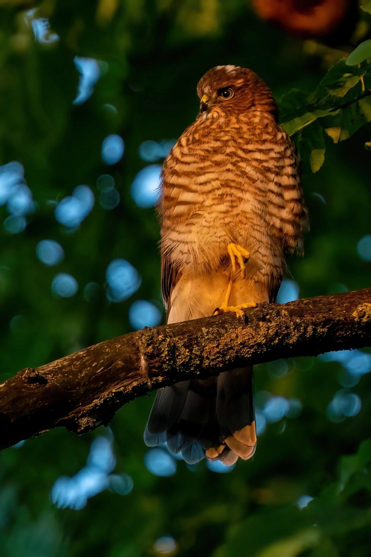 Sparrowhawk my garden evening August 2024