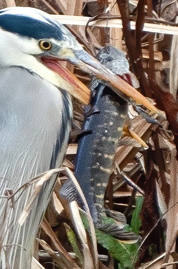Herons can take a big fish - this is a Pike! 