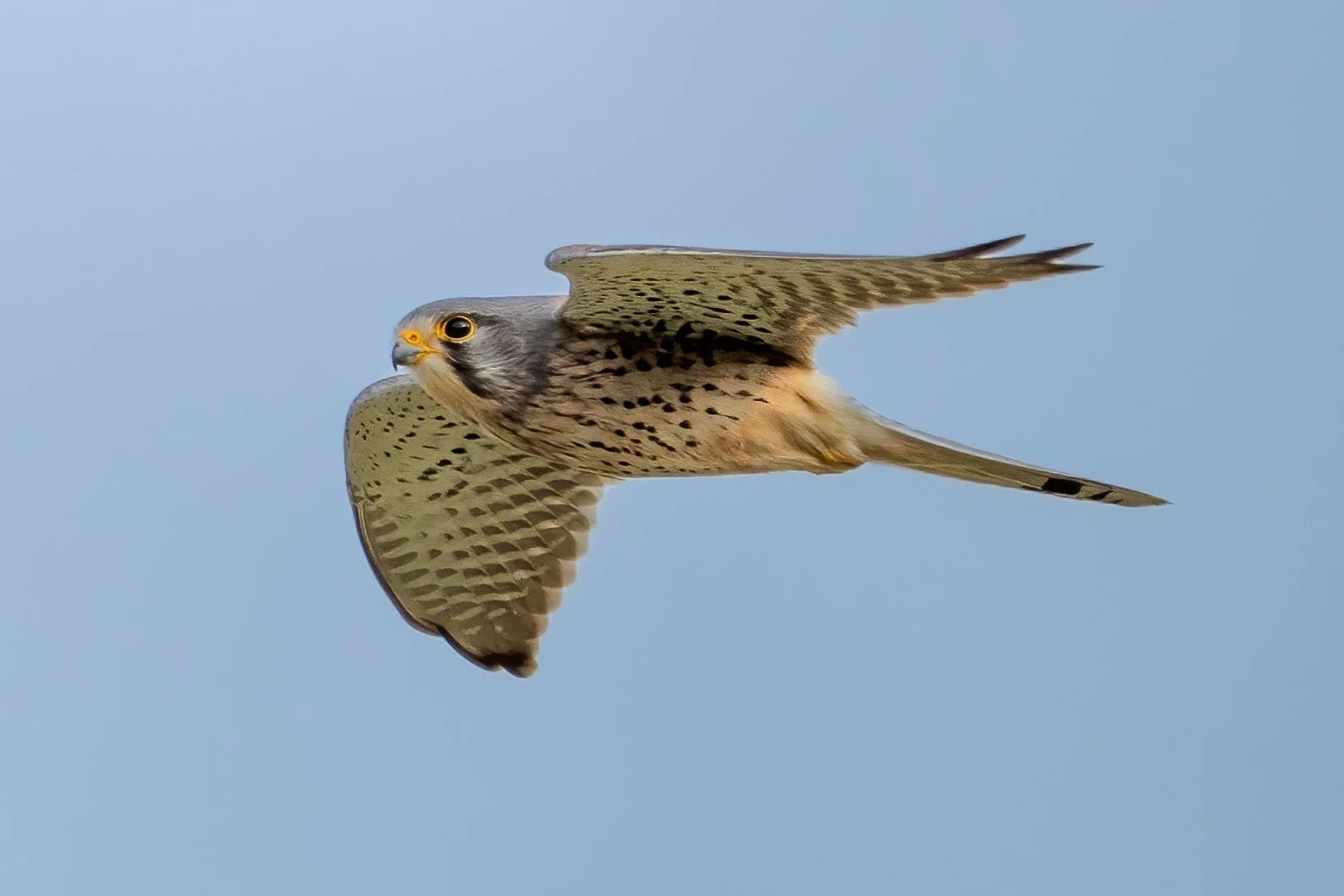 Local kestrel - this is a male one. 