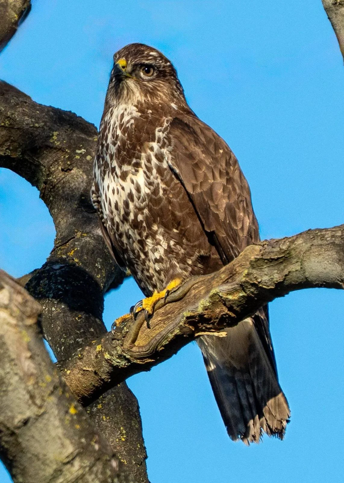 In autumn 2025 this Buzzard decided the local park was a good home. It gets chased around by Magpies.
