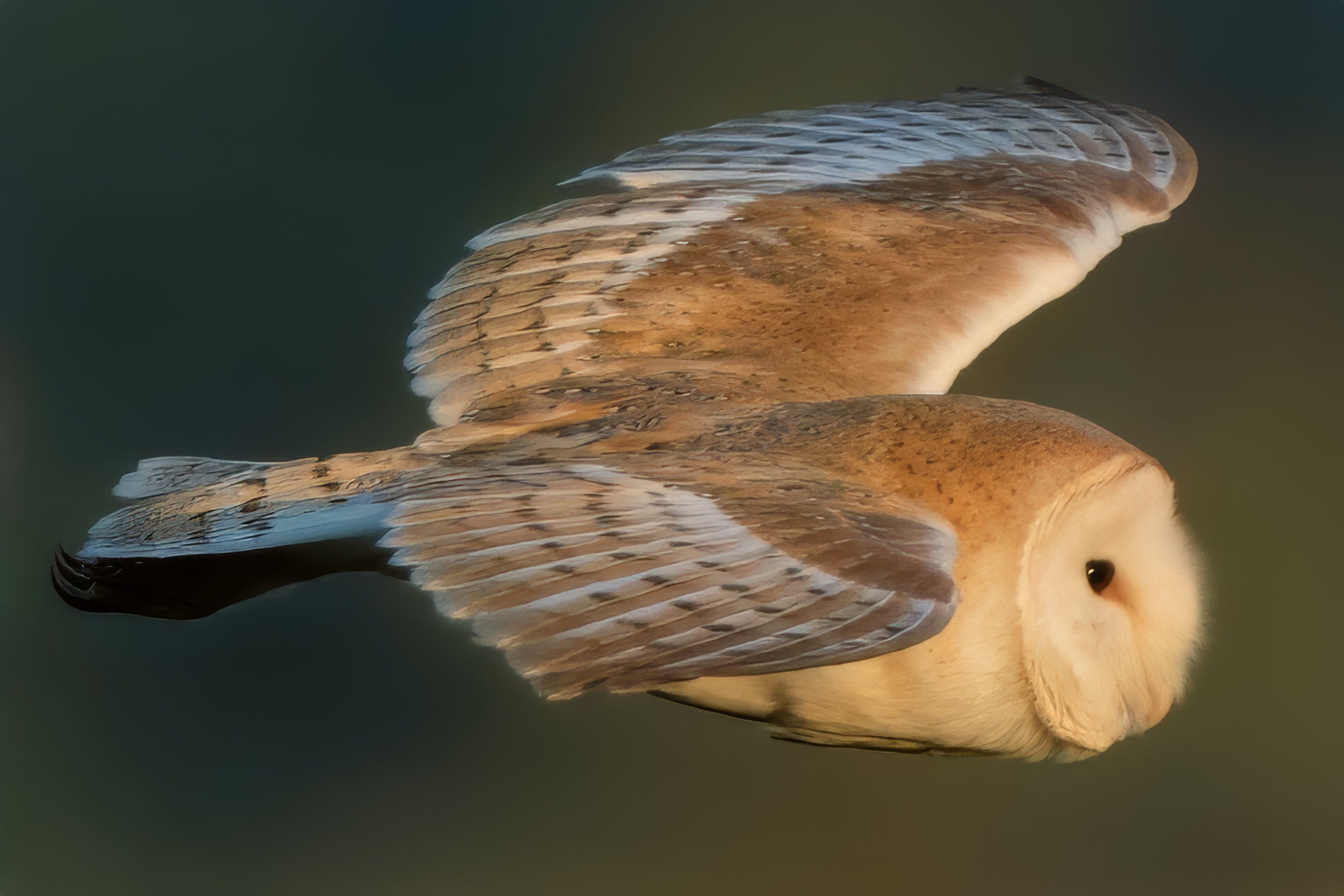 Close Barn owl summer 2023 - un-cropped at 600mm. 