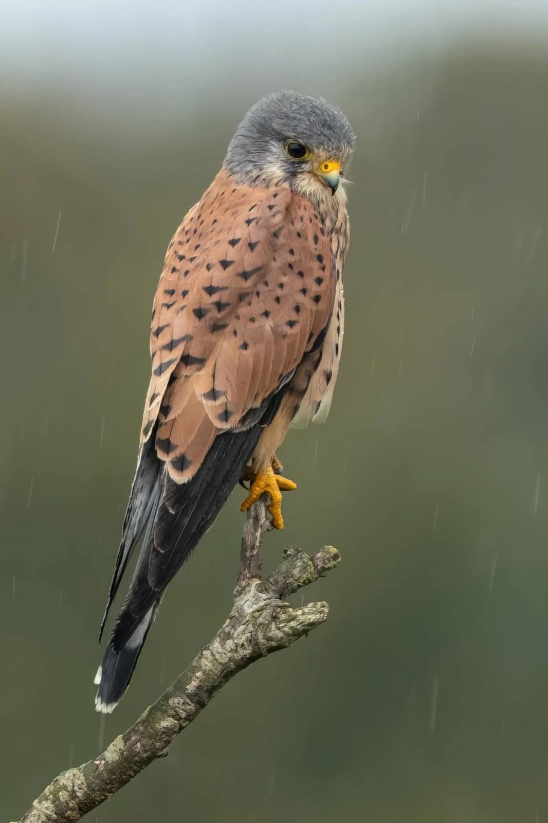 Male Kestrel in Norfolk in the rain.