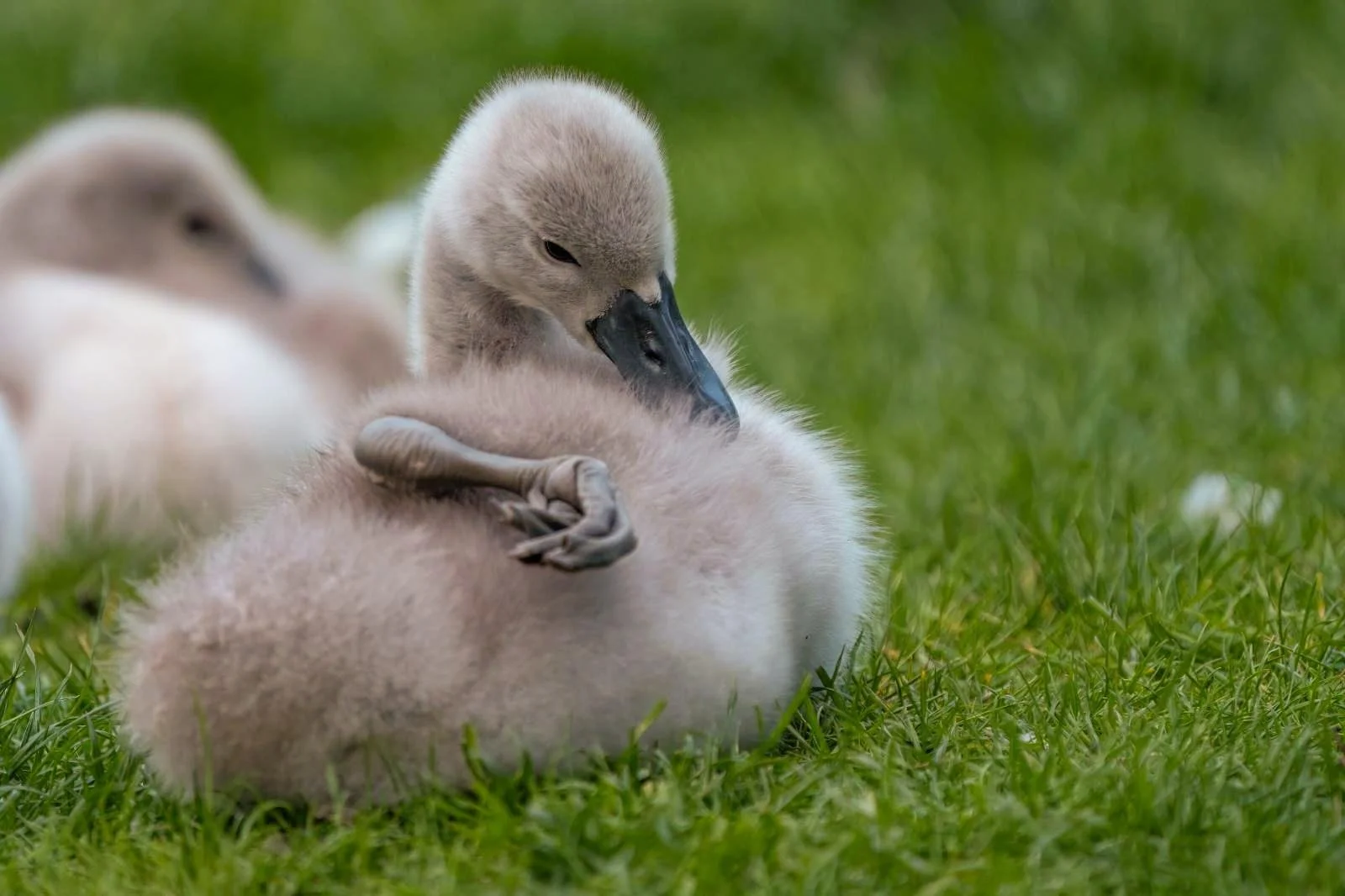 Time to get back to the lake