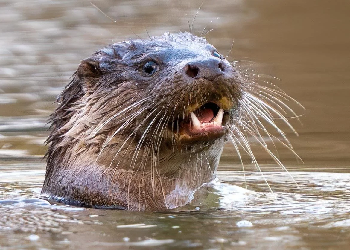 Two years later and this is probably
 one of their kits full grown. Definitely two lower dog teeth! 