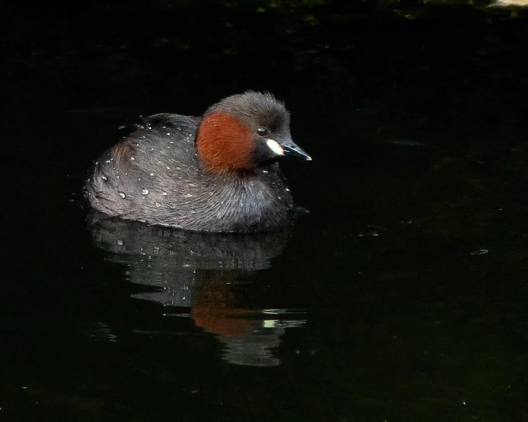 Little Grebe or Dabchick - a diving Christmas Pudding :)