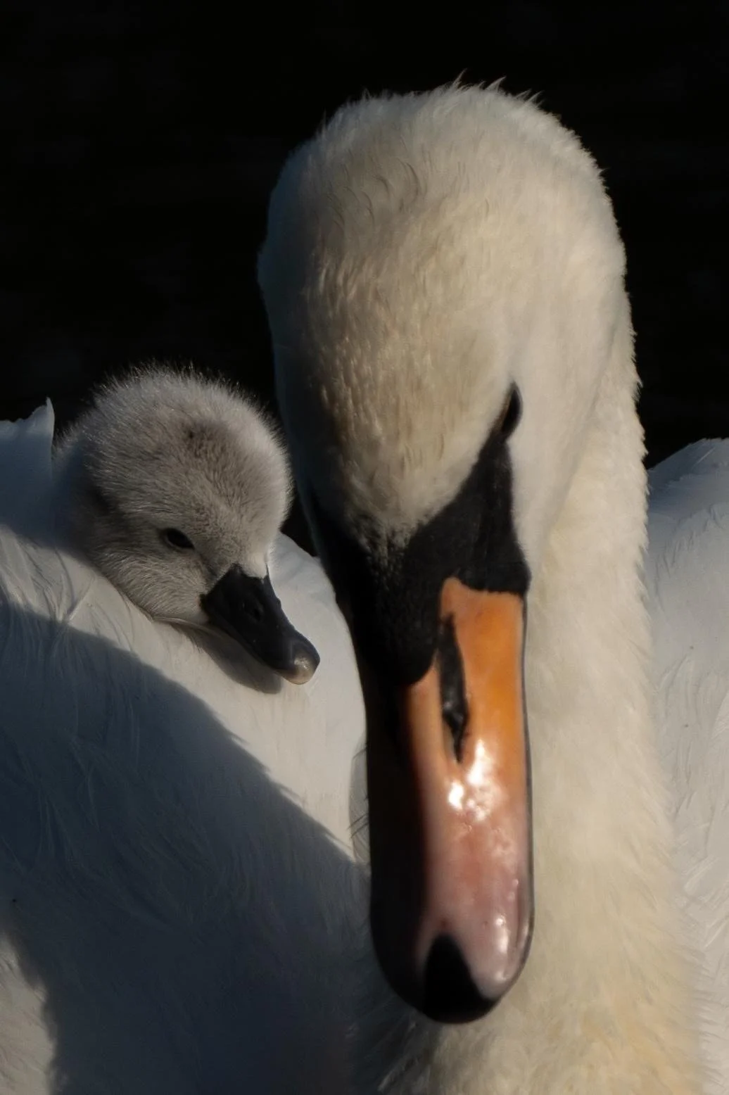 Masie with one of her cygnets May 2023