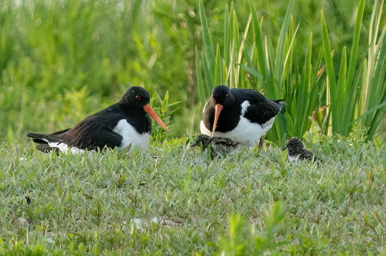 Oystercatchers and young ones May 2024