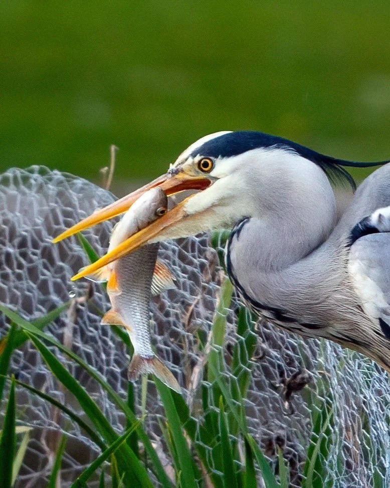 It got a good sized Roach.