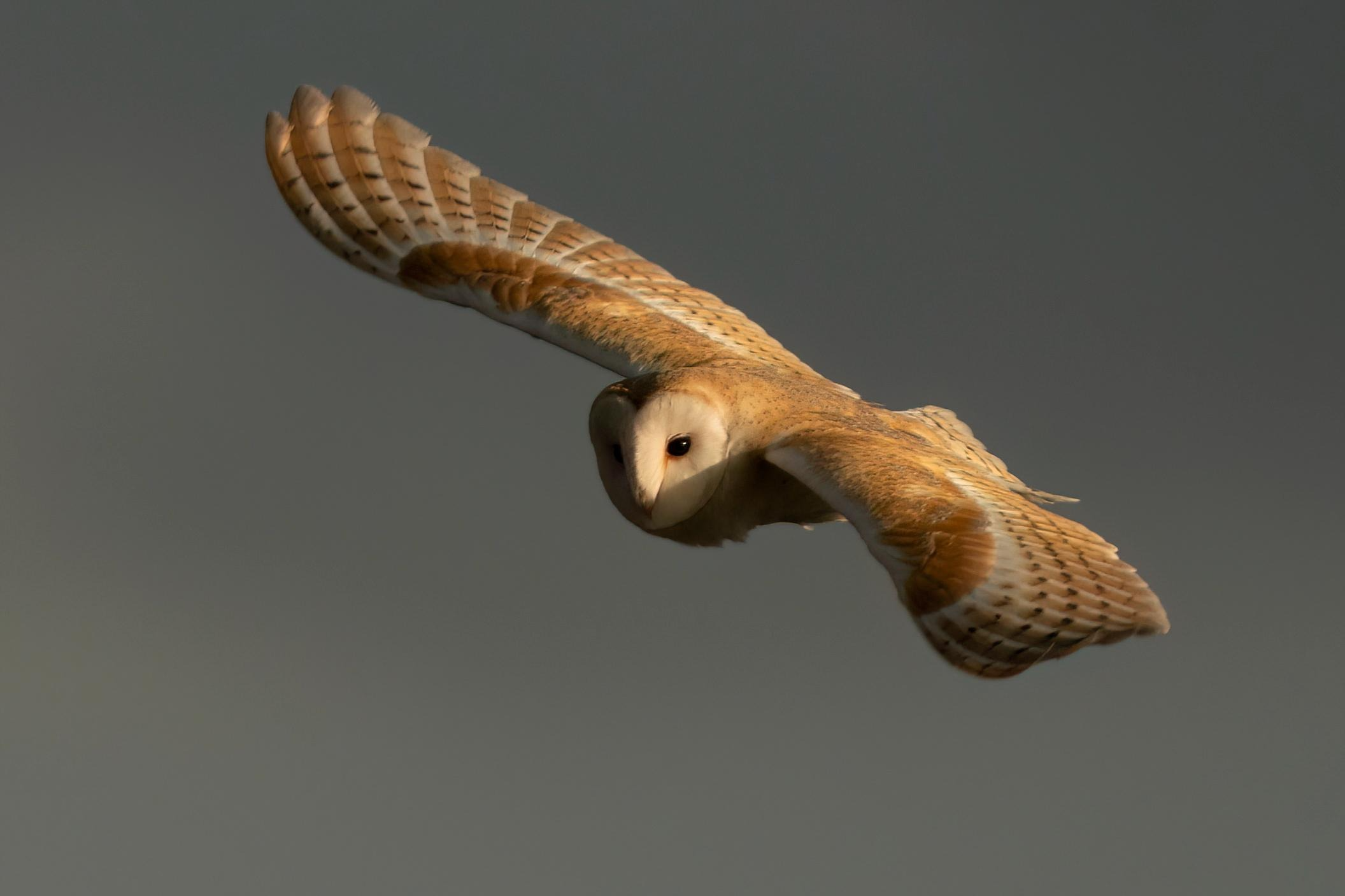 Barn owl summer 2024
