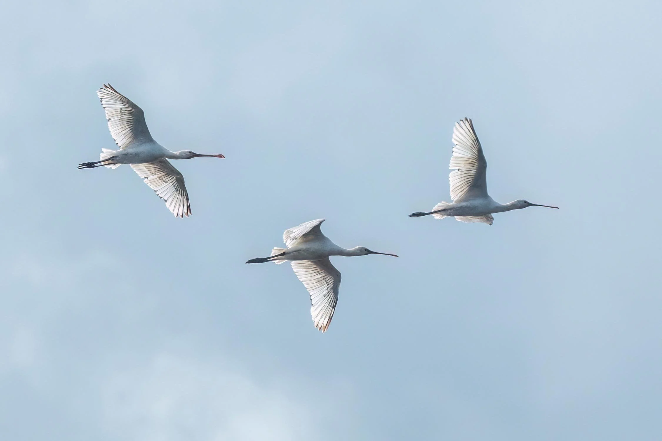 Spoonbills flying over Frampton Summer 2024
