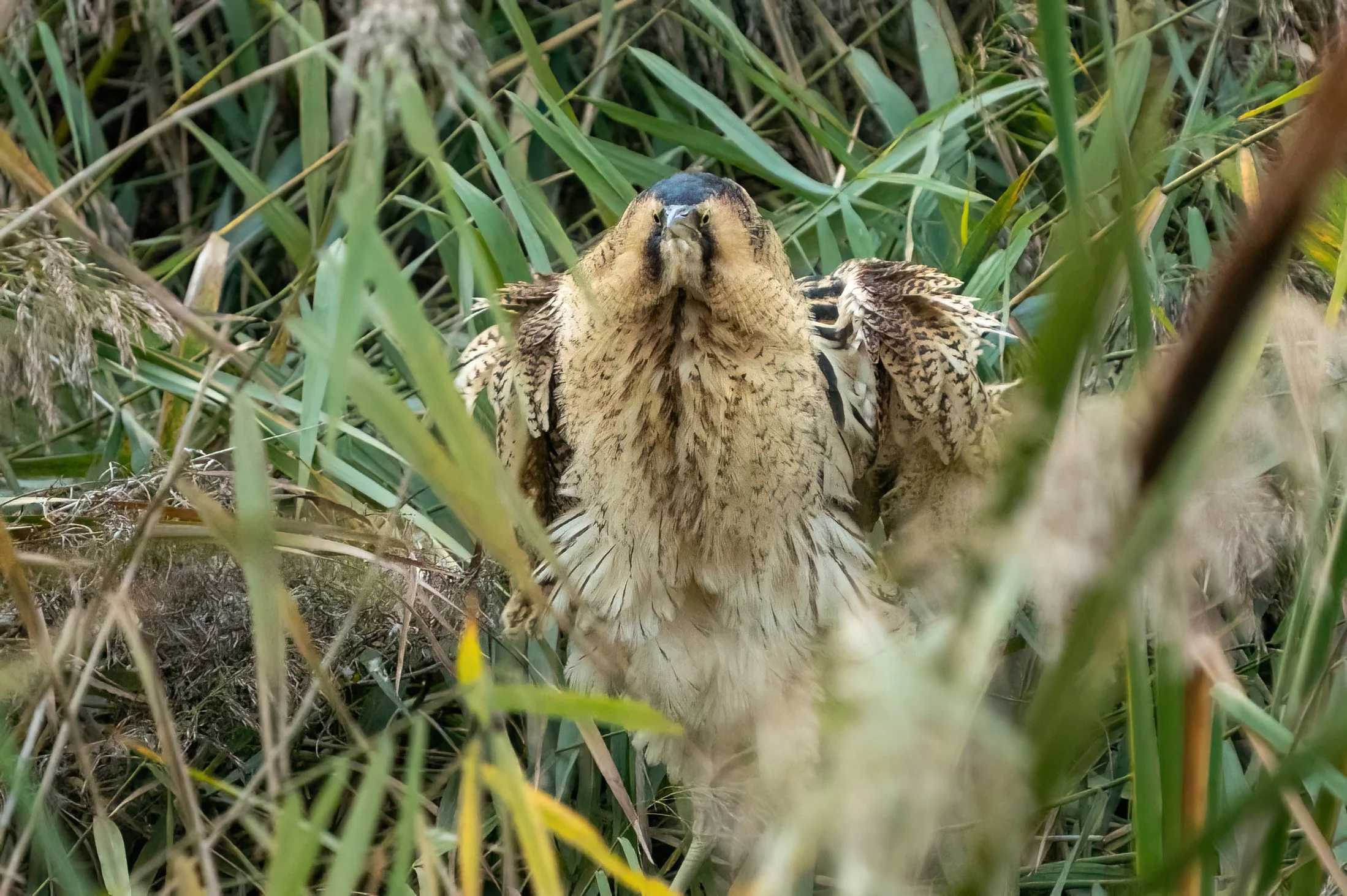 A Bittern at Slimbridge looking wary