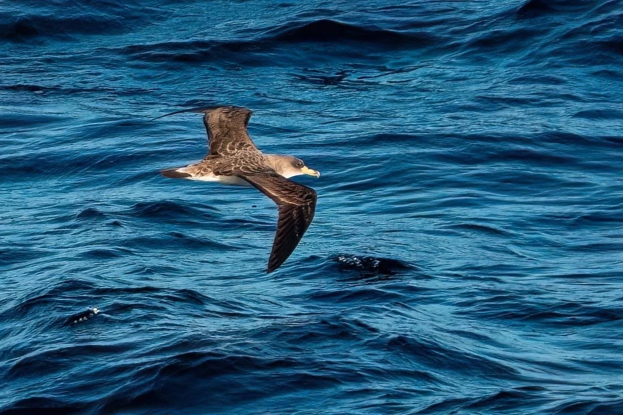 Corey's Shearwater.