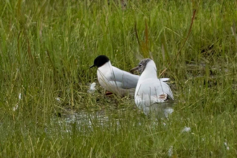 With a black headed gull to show the difference