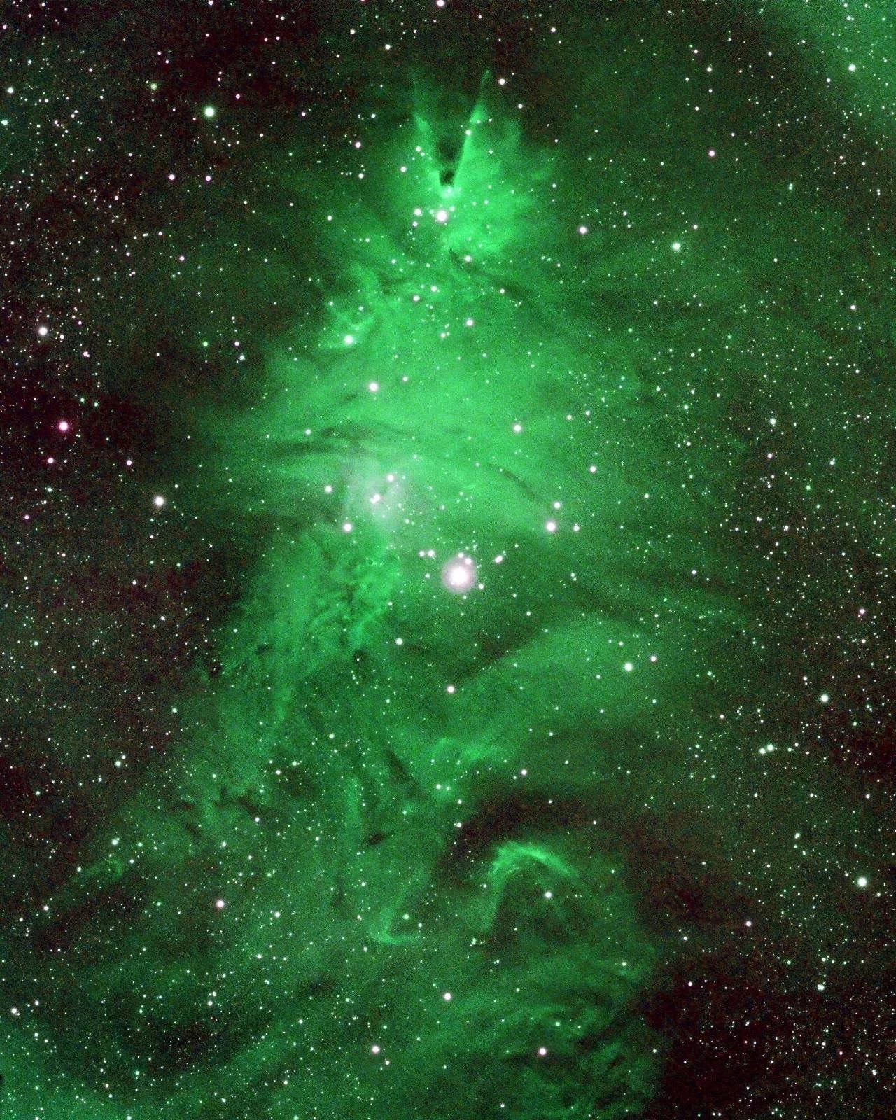 The Christmas Tree and Cone 