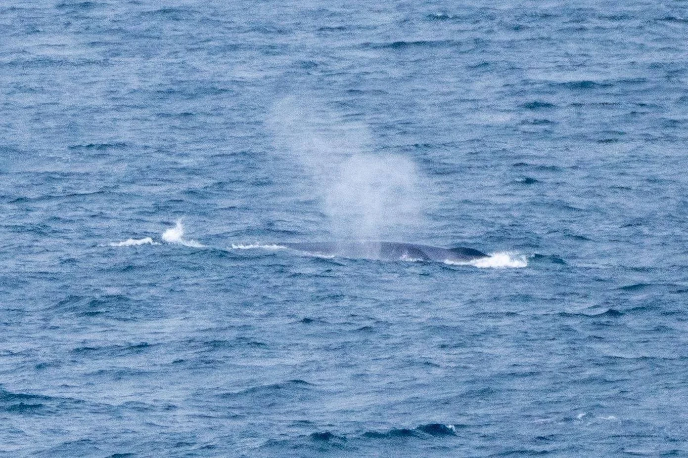 Fin whale off Plymouth June 25. 