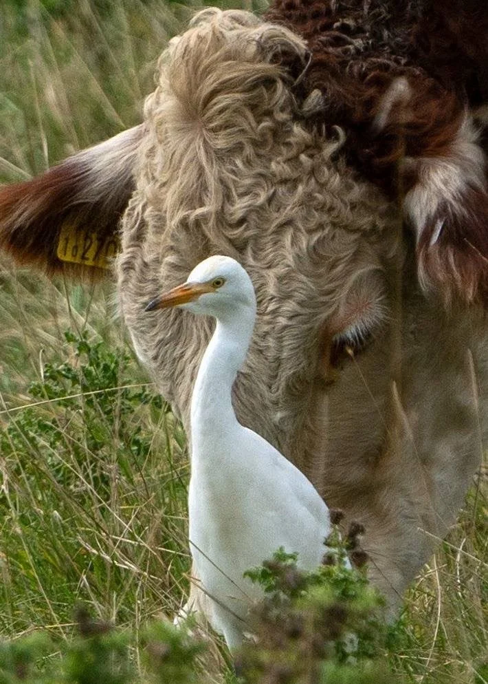 A cattle egret 