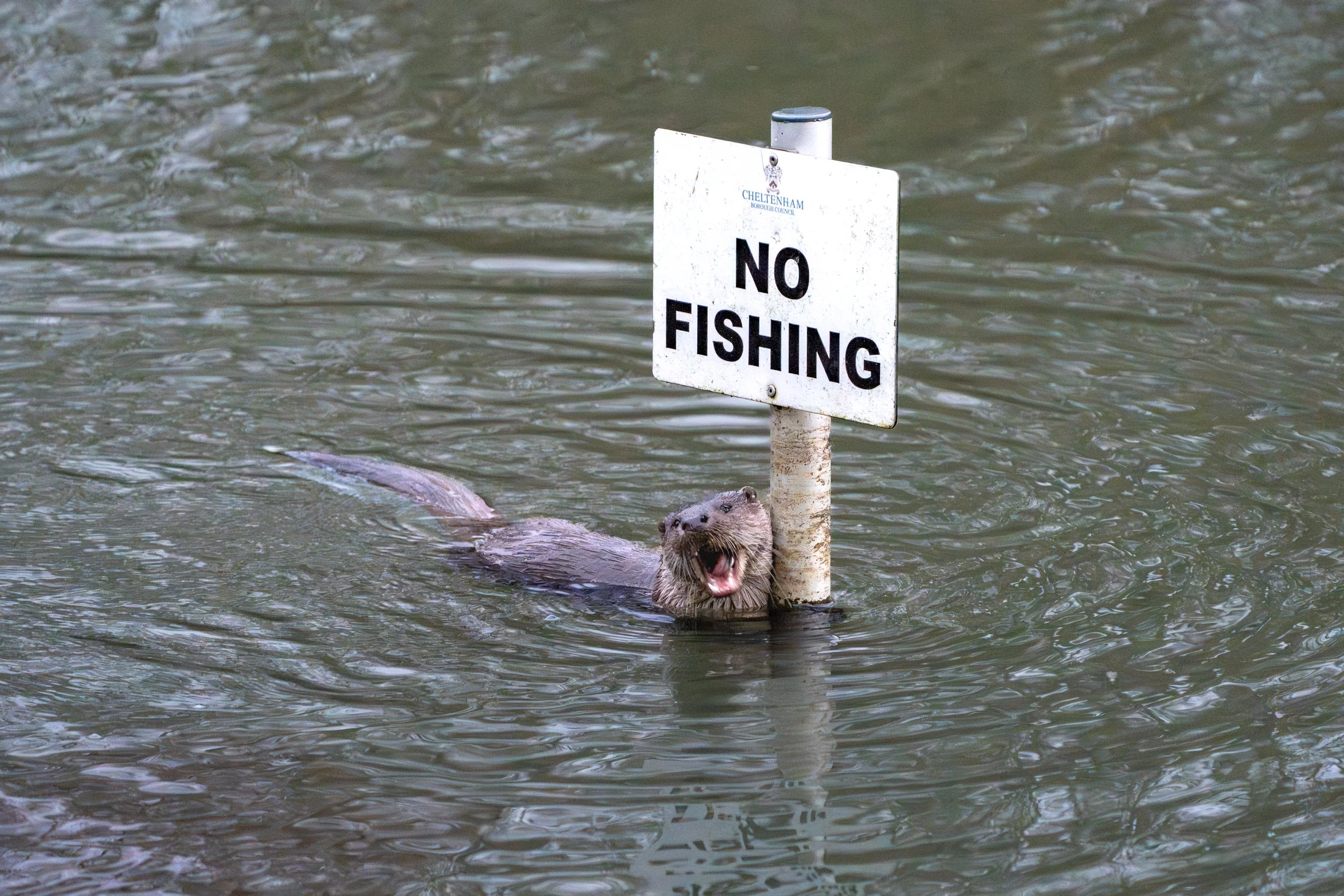 Early morning rest about 7.45am 31st January 2026.