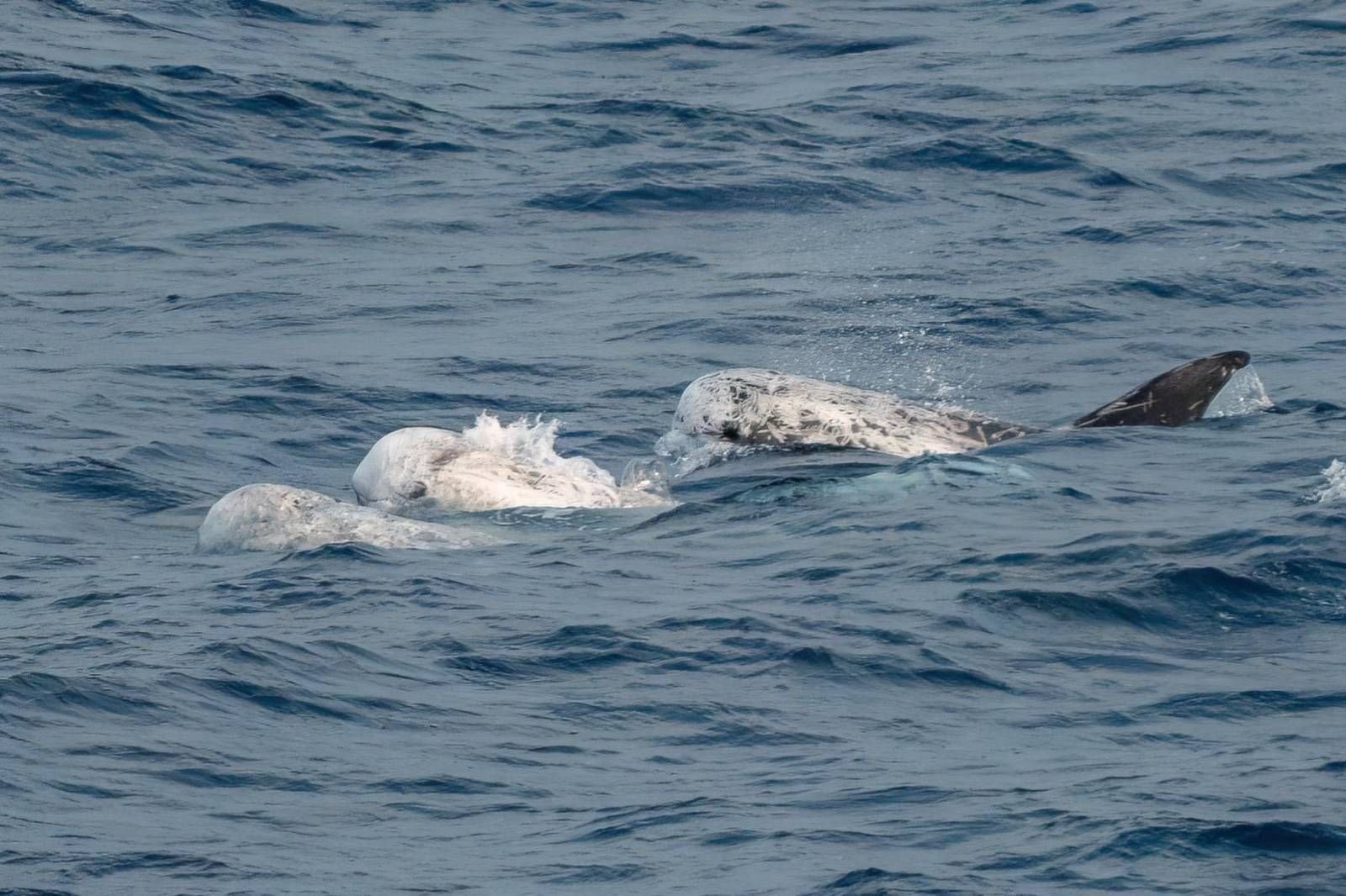 Risso's dolphins look like torpedo's with fins. 