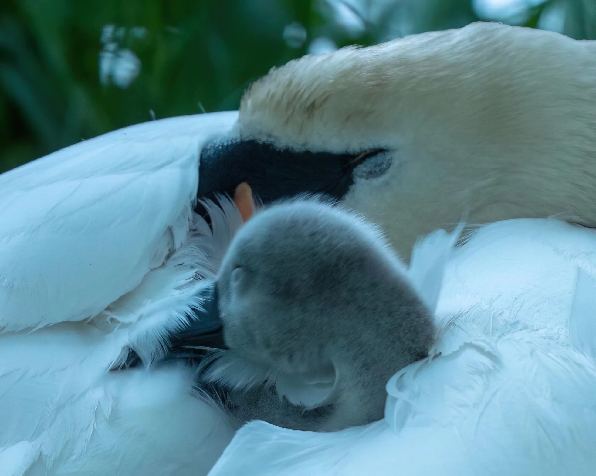 Masie and cygnet resting June 2024