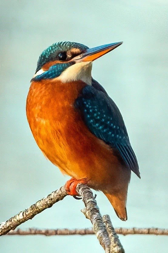 Local Kingfisher December 2023