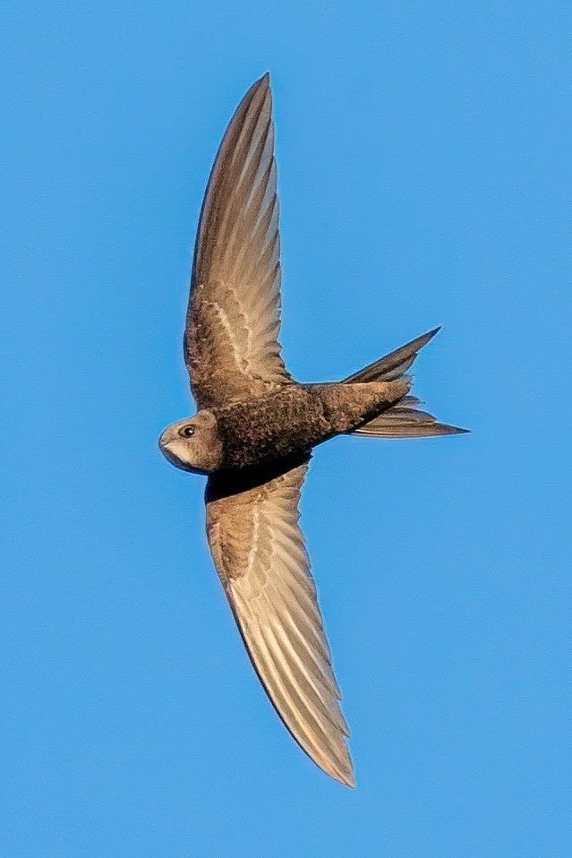 Tewkesbury Abbey Swift 