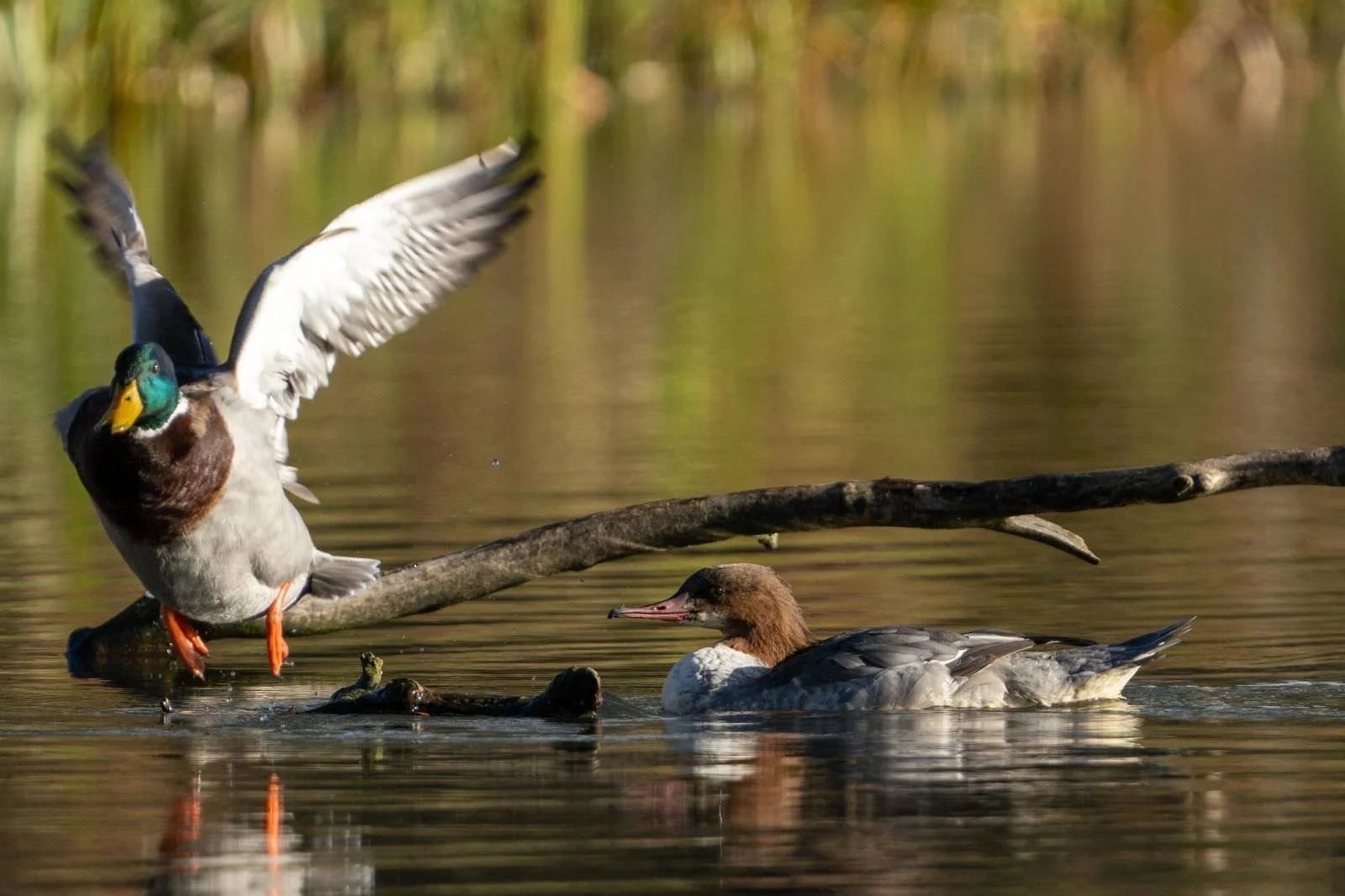 A Goosander visits most years - feisty fish eating duck. This is a female scaring off the Mallards. 