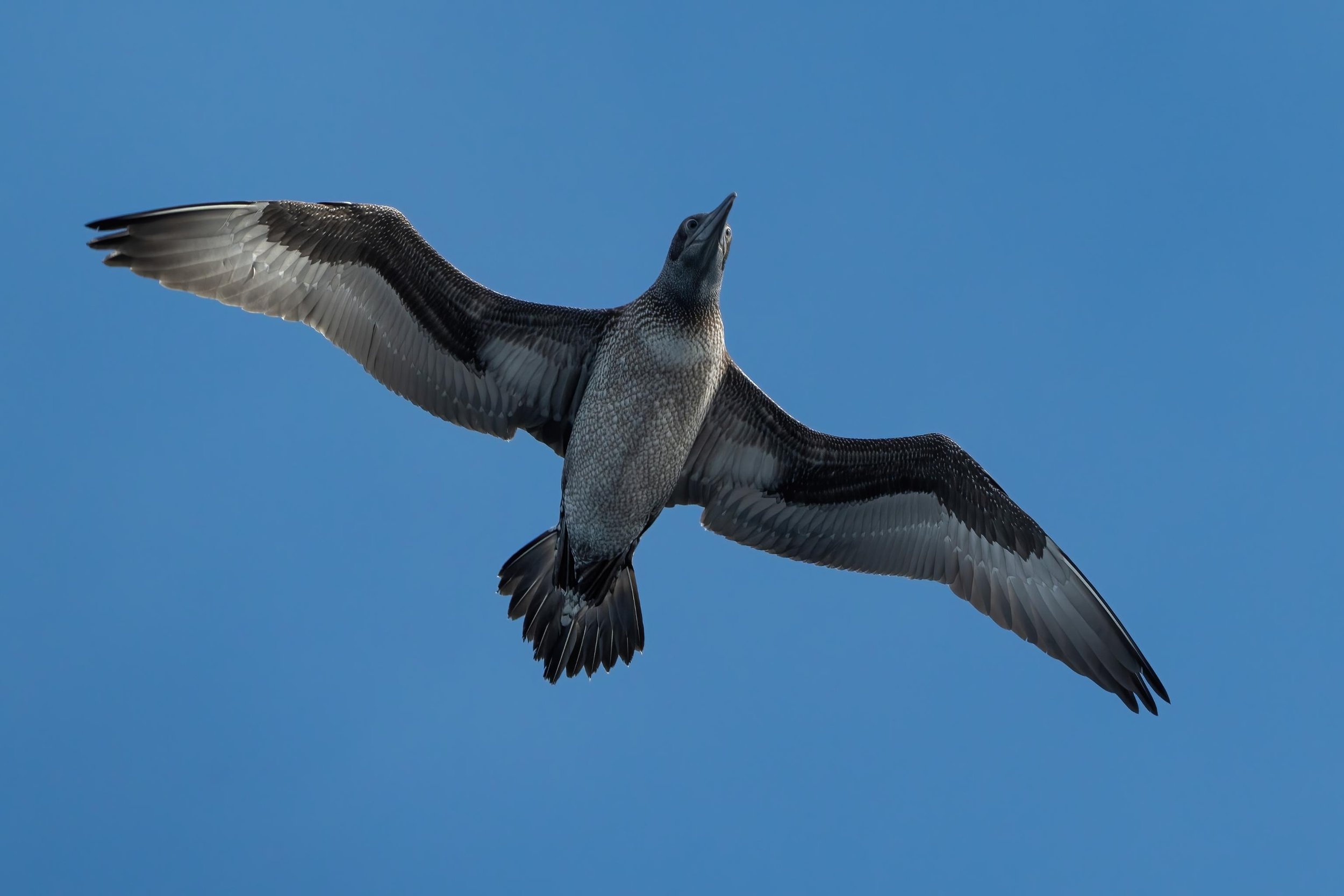 A young gannet; they get whiter over the years.