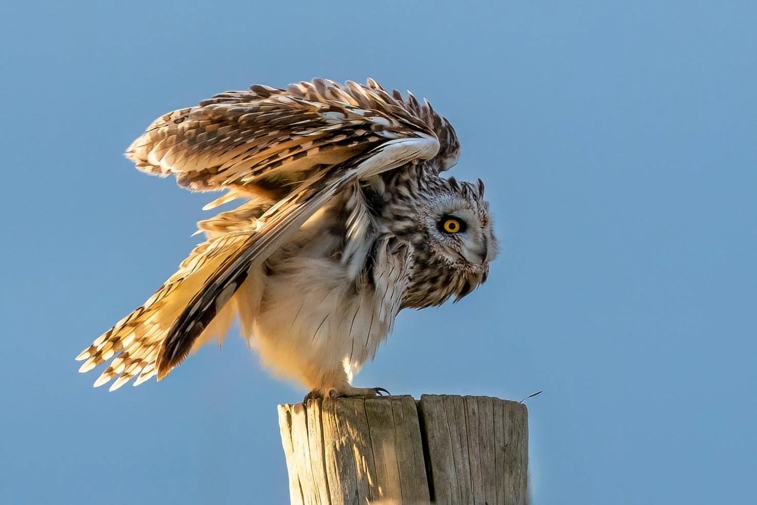 Ruffling after a rain shower