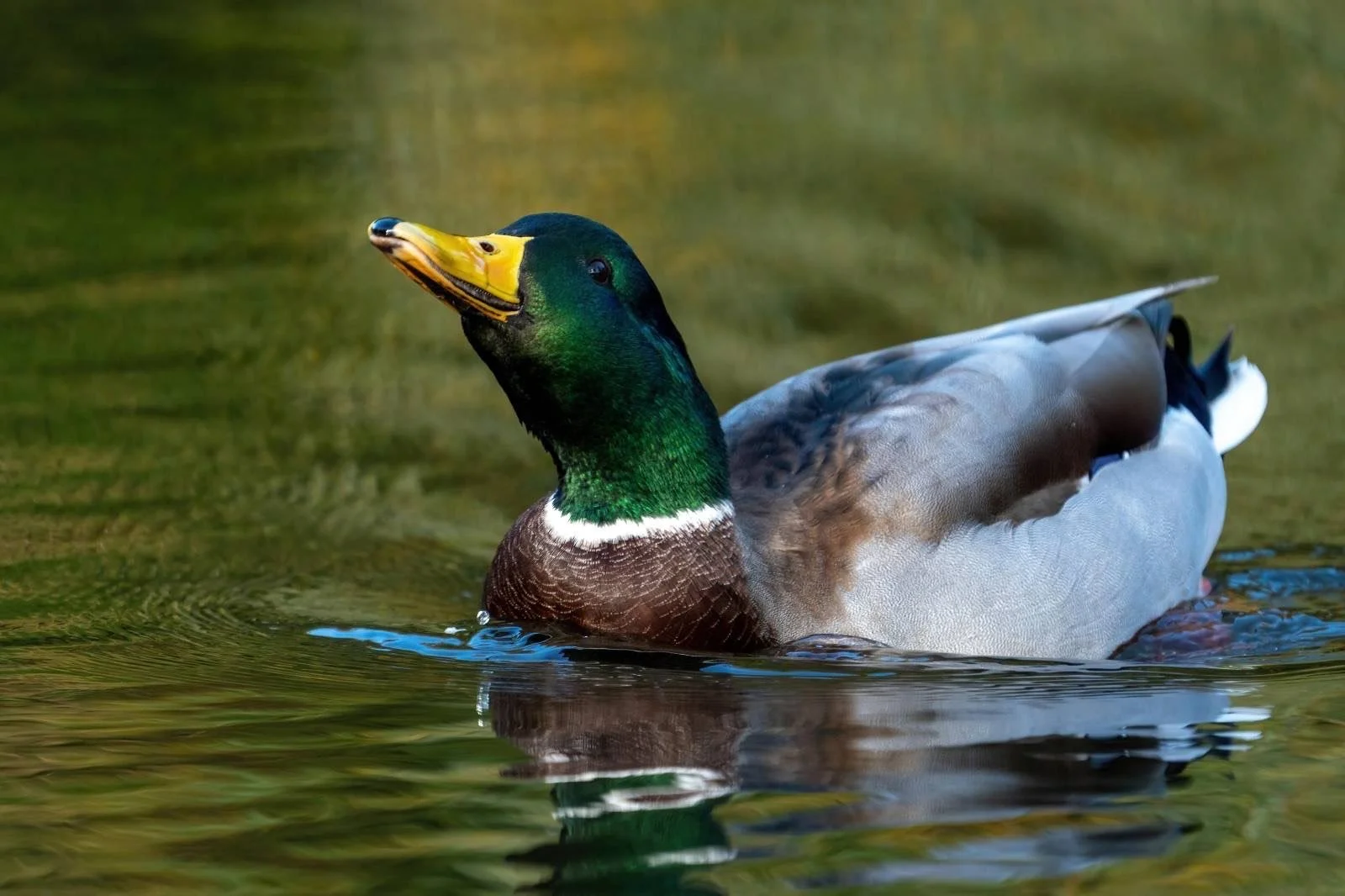 This is Britains commonest duck the Mallard