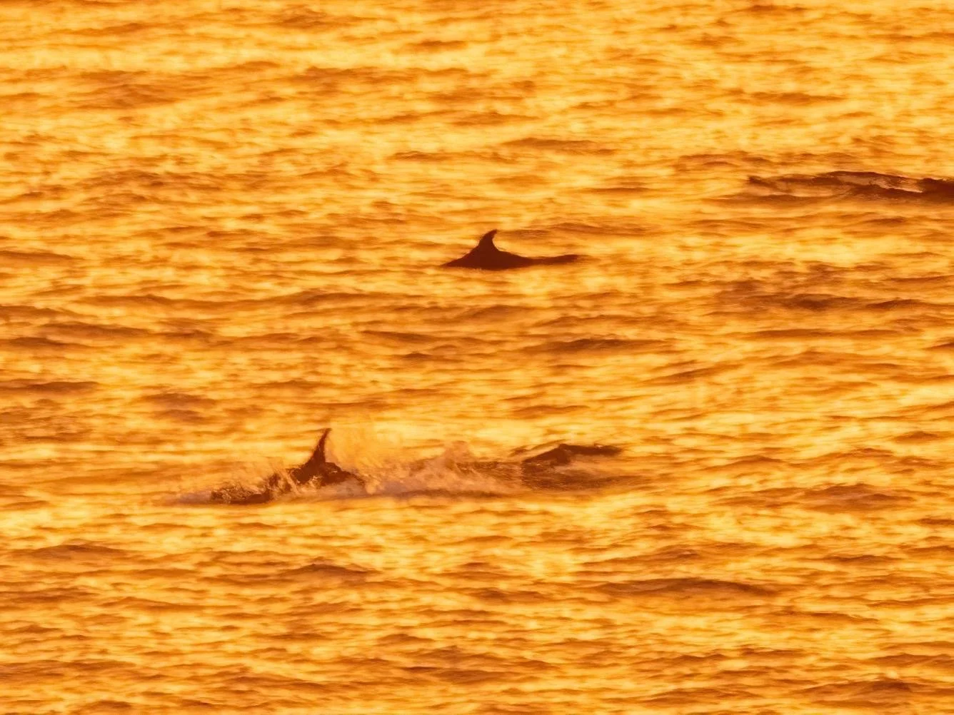 Dolphins at Sunset, off the tip of Brittany June 2025