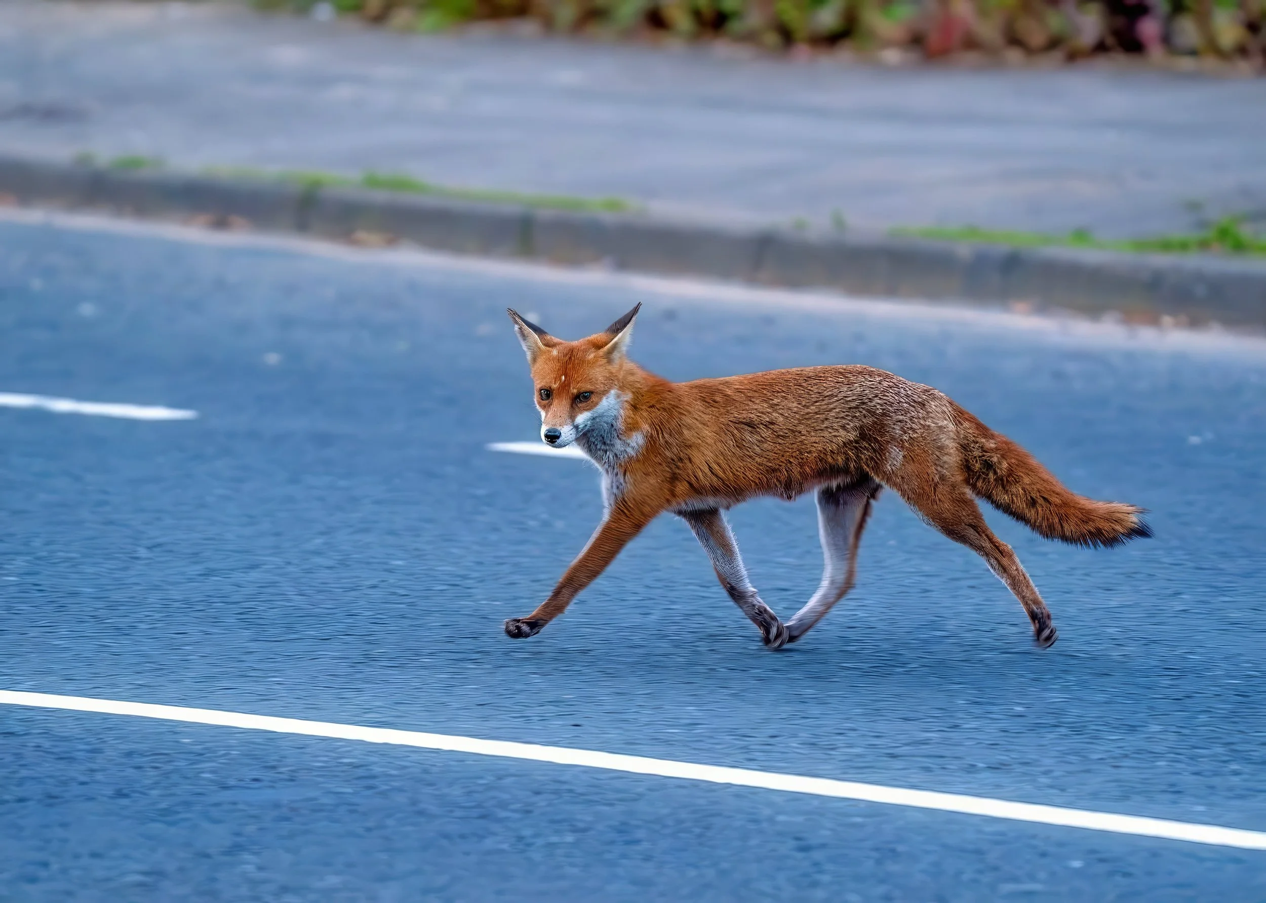 Fox sauntering across the road here. 
